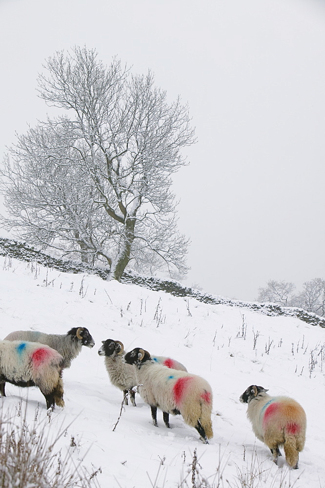 Herdwick sheep in snow in Ambleside, Cumbria, England, United Kingdom, Europe