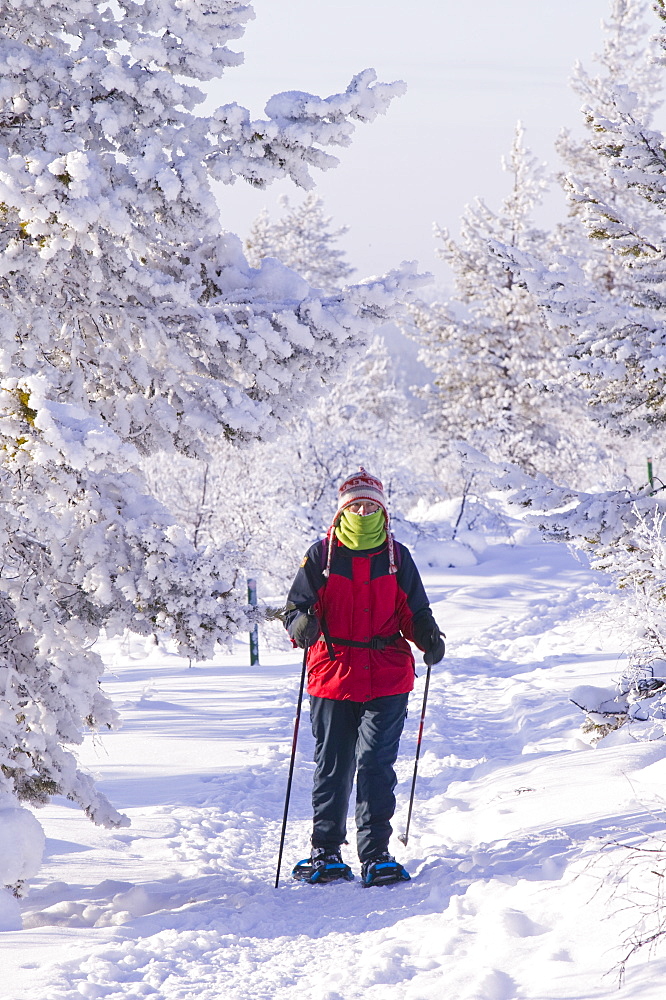 A woman snow shoeing in the Urho Kehkkosen National Park near Saariselka, Northern Finland, Finland, Scandinavia, Europe