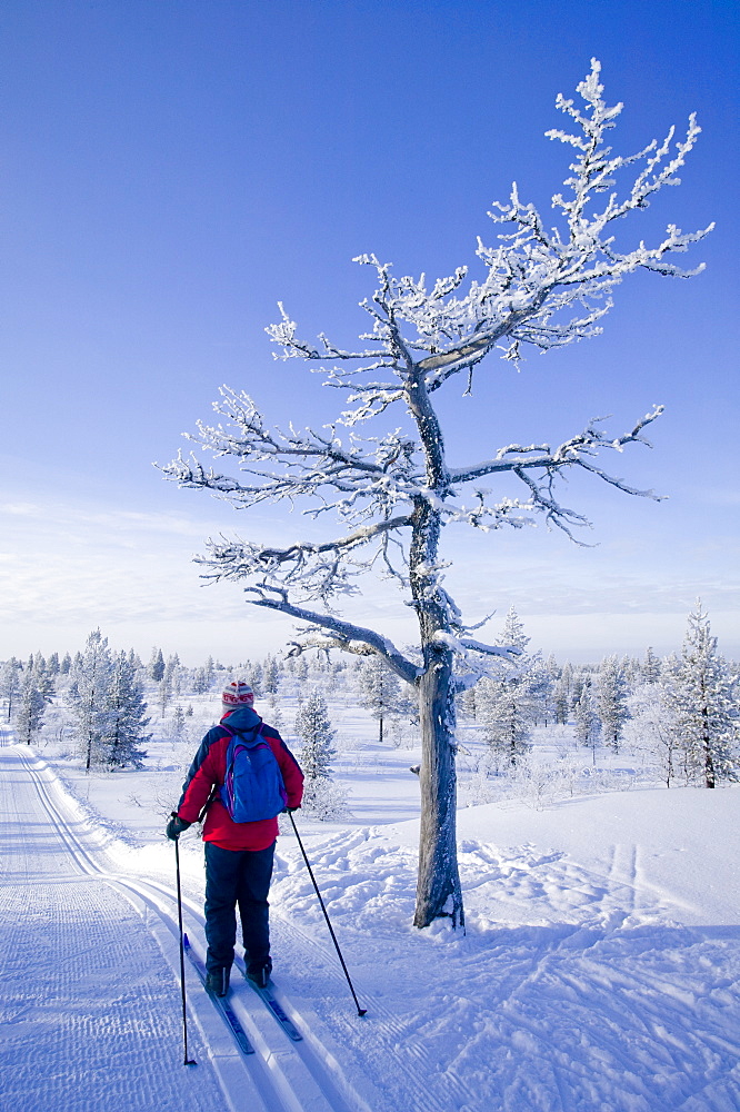 A woman cross country skiing near Saariselka, Northern Finland, Scandinavia, Europe