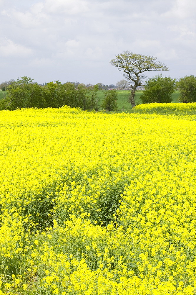 Oilseed rape growing in a field in Cheshire, England, United Kingdom, Europe