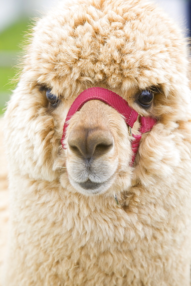 An Alpaca, South America