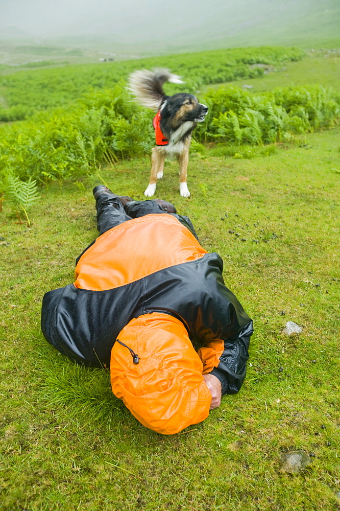 A search dog locates a walker collapsed with hypothermia in the Lake District, Cumbria, England, United Kingdom, Europe