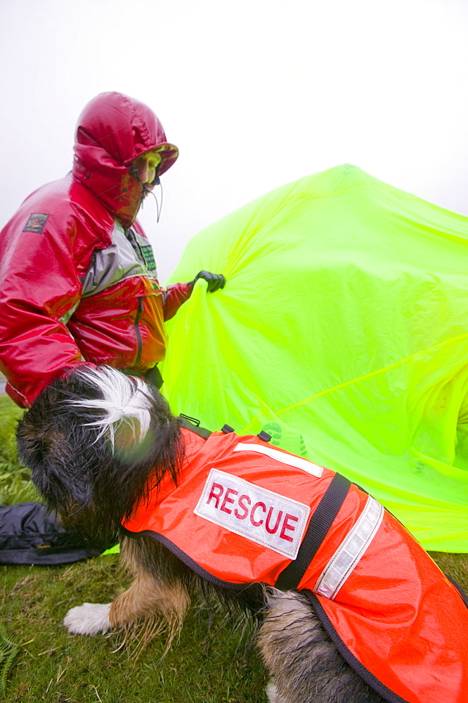 A  search dog handler as a Member of Langdale Ambleside Mountain Rescue Team on a rescue on a very wet day, Lake District, Cumbria, England, United Kingdom, Europe