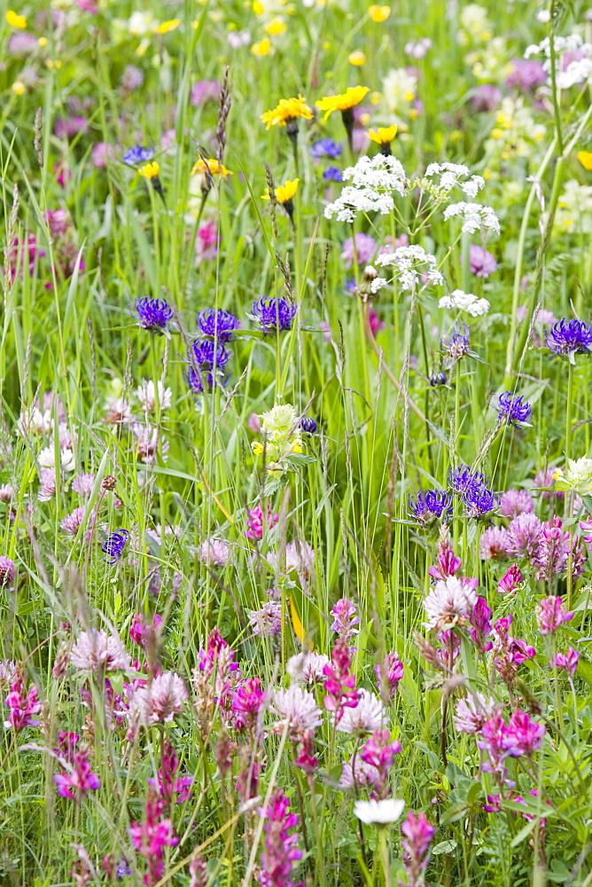 Wild flowers growing in the Dolomite mountains of Italy, Europe