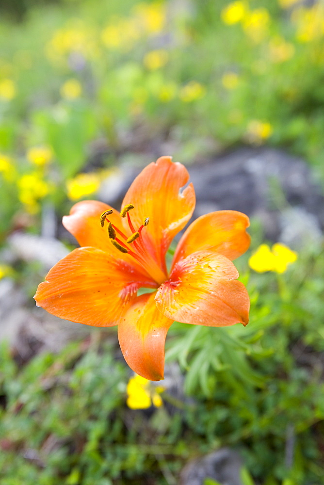 Wild flowers growing in the Dolomite mountains of Italy, Europe