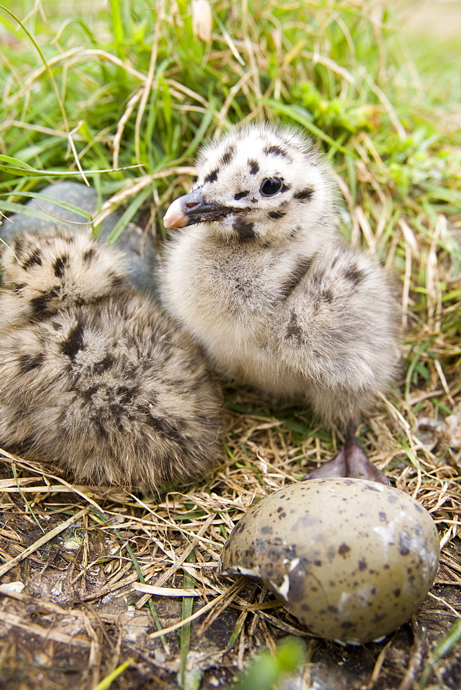 A lesser black backed gull chick nesting on Walney Island near Barrow in Funress, Cumbria, England, United Kingdom, Europe