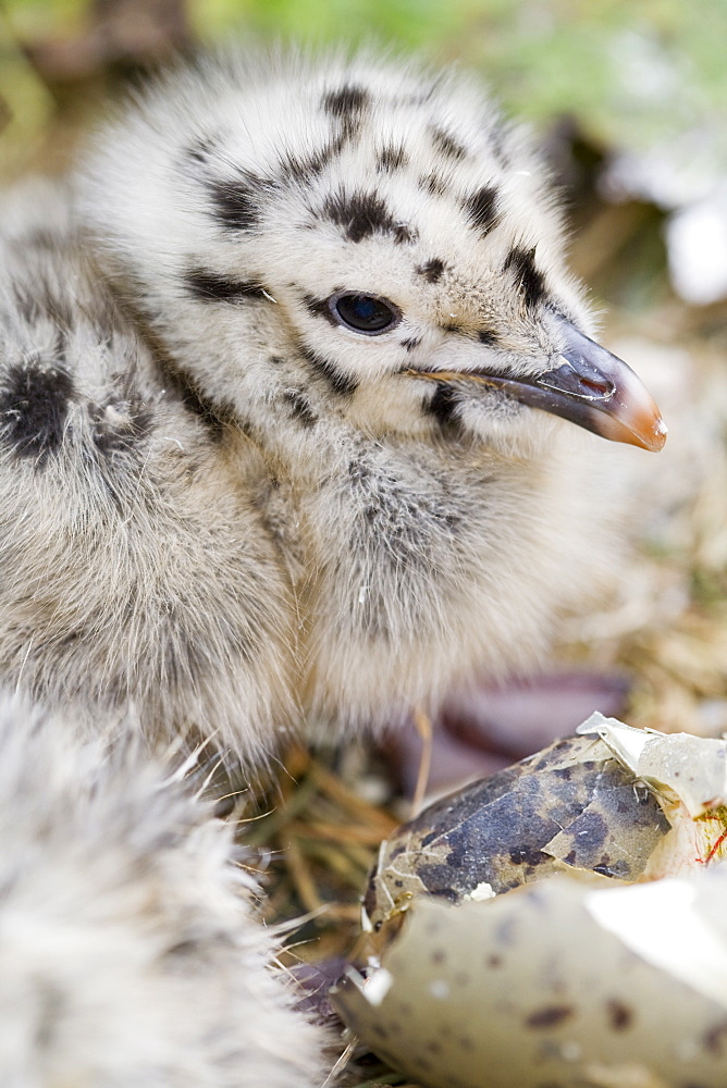 Lesser black backed gulls nesting on Walney Island near Barrow in Funress, Cumbria, England, United Kingdom, Europe