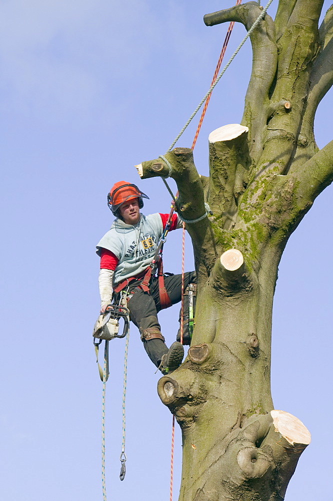 A tree surgeon chopping a tree down, United Kingdom, Europe