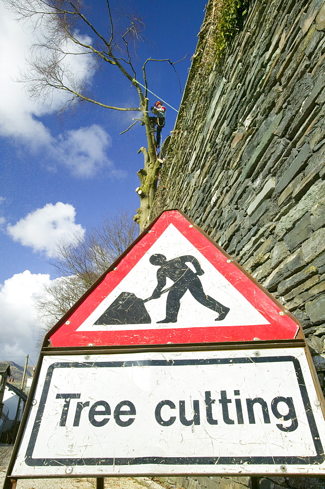 A tree surgeon chopping a tree down, United Kingdom, Europe