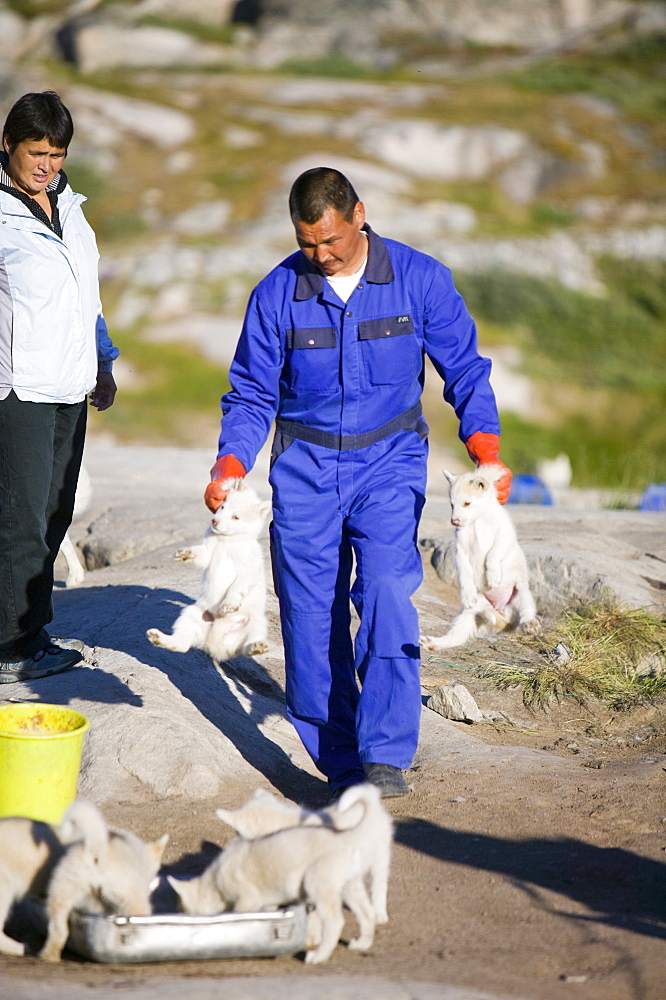 Inuit sled dog husky puppies in Ilulissat on Greenland, Polar Regions