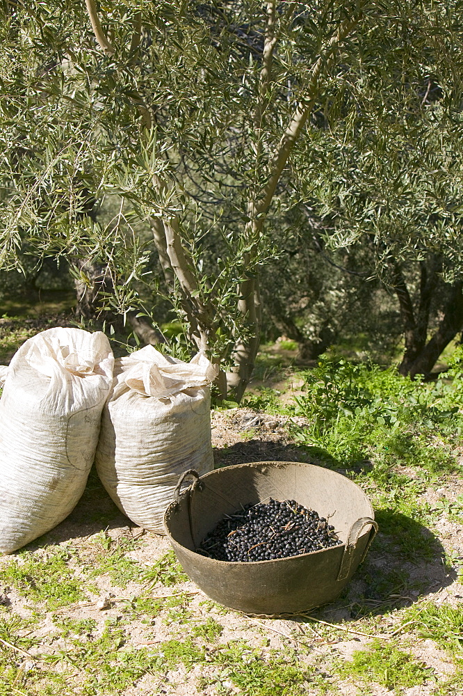 Olives in Andalucia, Southern Spain, Europe