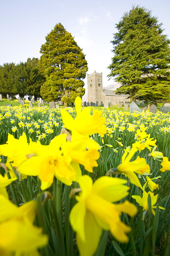 Daffodils in the graveyard at Troutbeck, Cumbria, England, United Kingdom, Europe