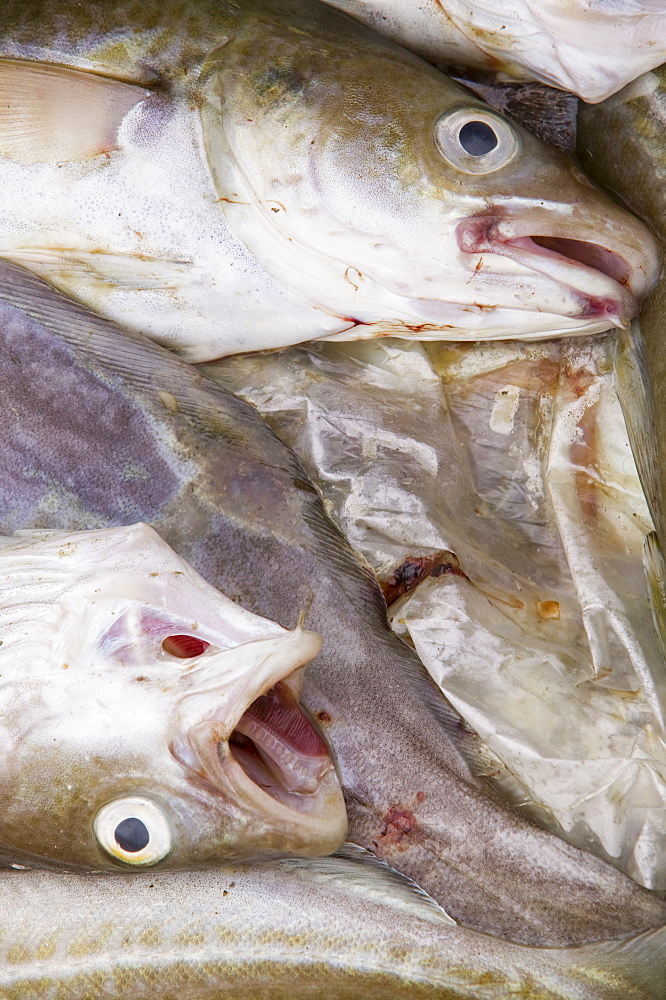 A cod fish caught off Ilulissat in Greenland, Polar Regions