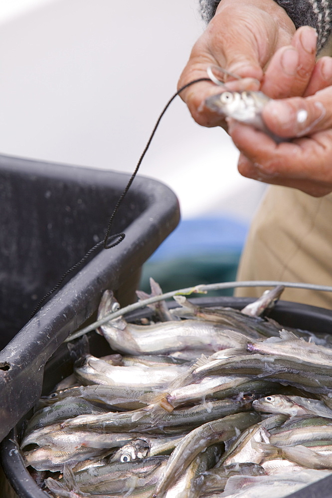 An Inuit man baiting lines for catching Greenland halibut, Ilulissat, Greenland, Polar Regions