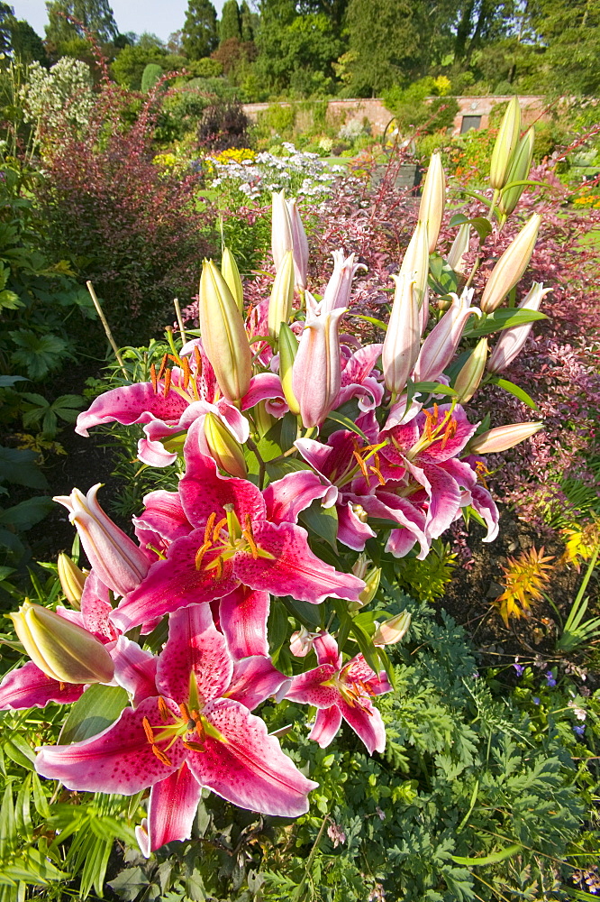 Lily flowers in Holehird Gardens, Windermere, Cumbria, England, United Kingdom, Europe