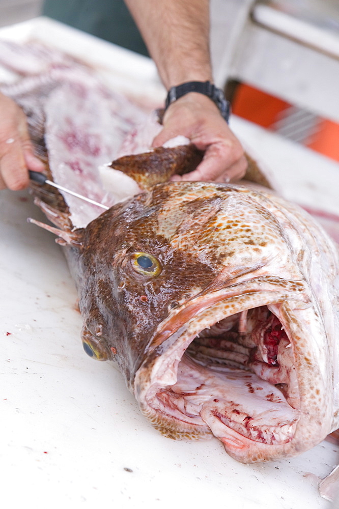 Filleting a Ling Cod in Seward, Alaska, United States of America, North America