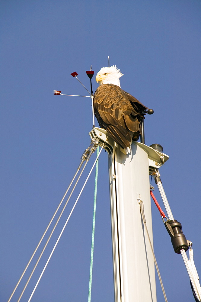 A bald eagle on a yacht mast in Seward, Alaska, United States of America, North America