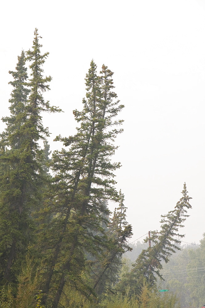 Drunken Forest where trees collapse due to global warming-induced permafrost melt, Fairbanks, Alaska, United States of America, North America