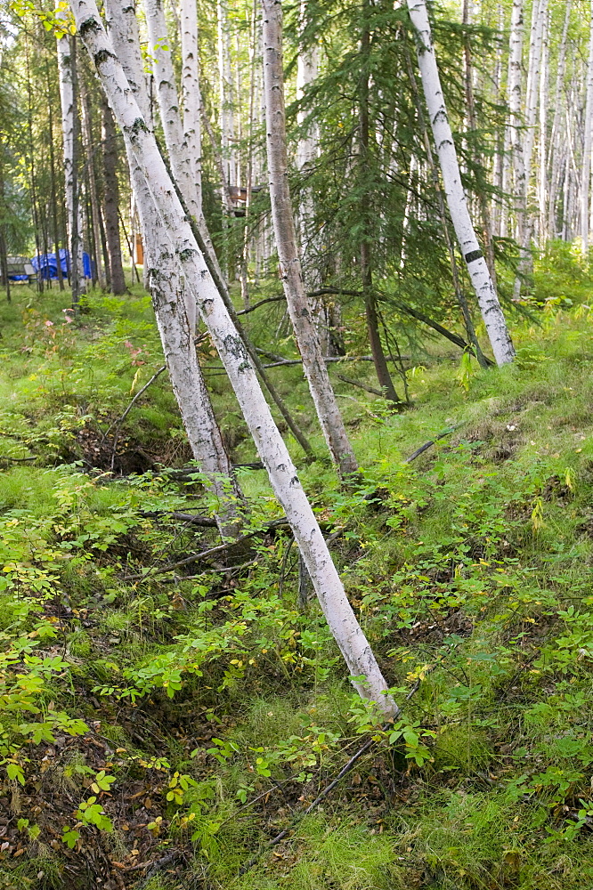 Drunken Forest where trees collapse due to global warming-induced permafrost melt, Fairbanks, Alaska, United States of America, North America