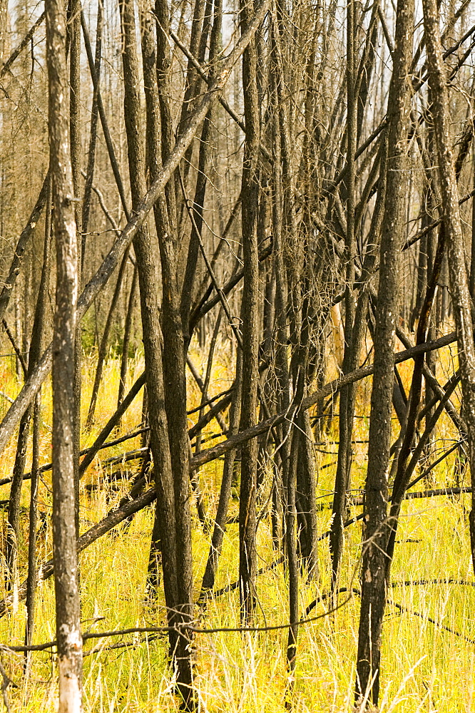 Burnt out forest after unprecedented fires in 2004, near Fairbanks, Alaska, United States of America, North America