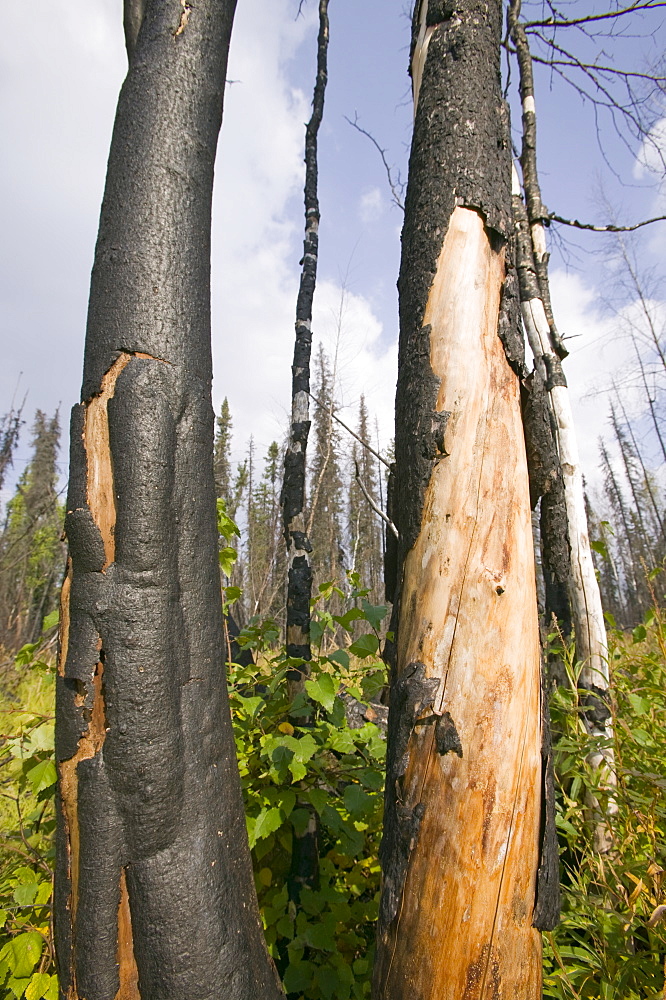 Burnt out forest after unprecedented fires in 2004, near Fairbanks, Alaska, United States of America, North America