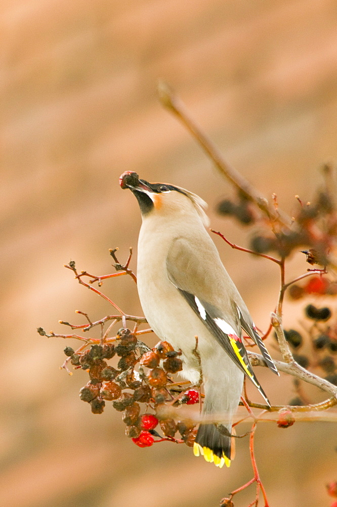 A waxwing feeding on rowan berries