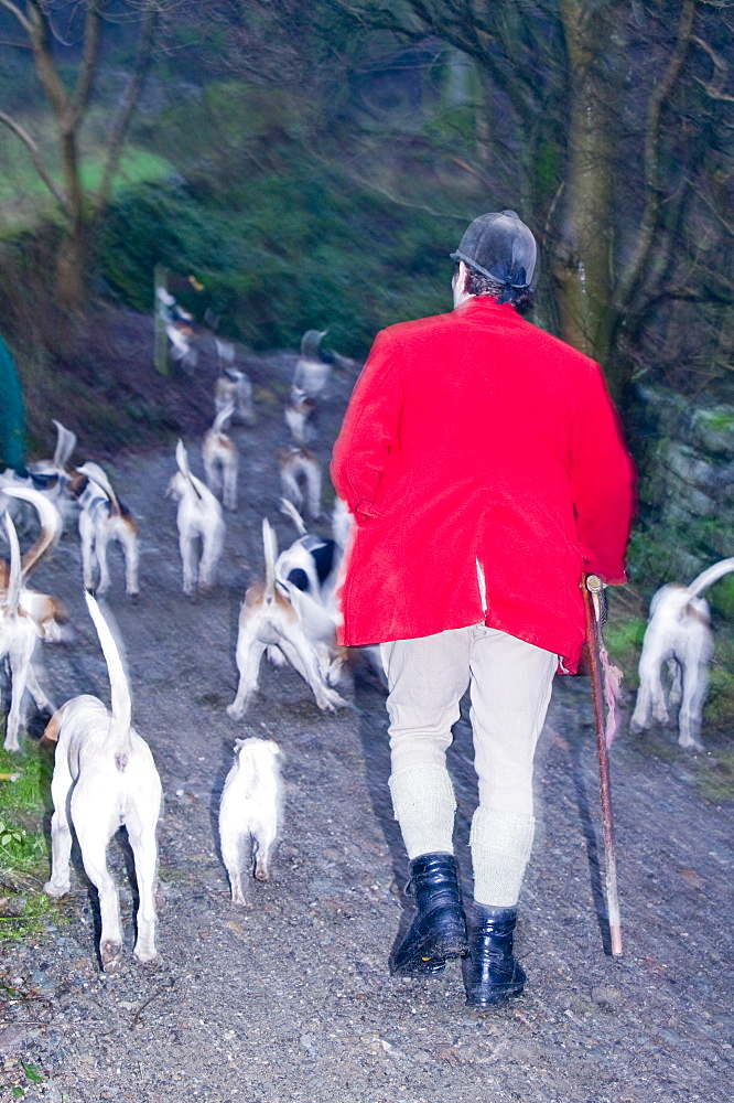 Fox hounds and hunt in Ambleside, Cumbria, England, United Kingdom, Europe