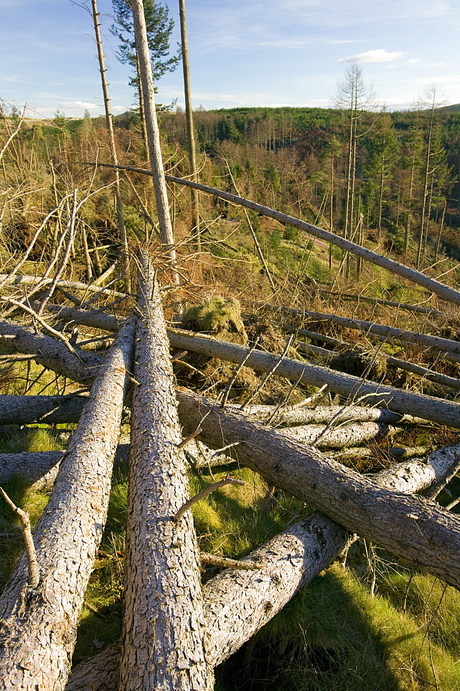 Trees snapped off in the high winds and storms of January 2005, Cumbria, England, United Kingdom, Europe