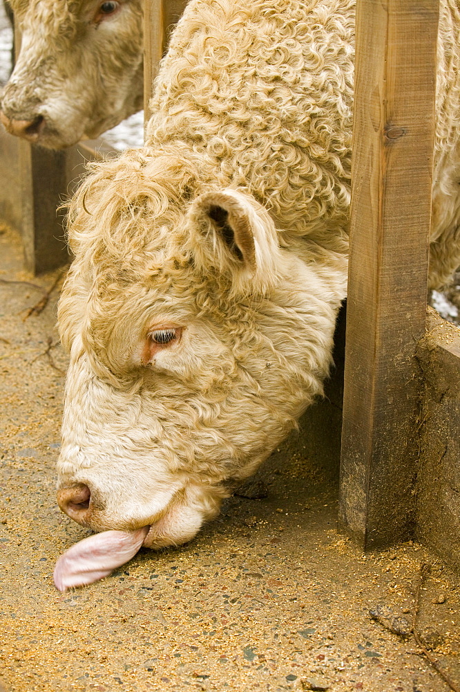 A bull feeding