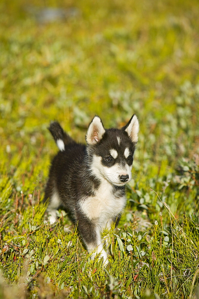 Inuit sled dog husky puppy in Ilulissat on Greenland, Polar Regions