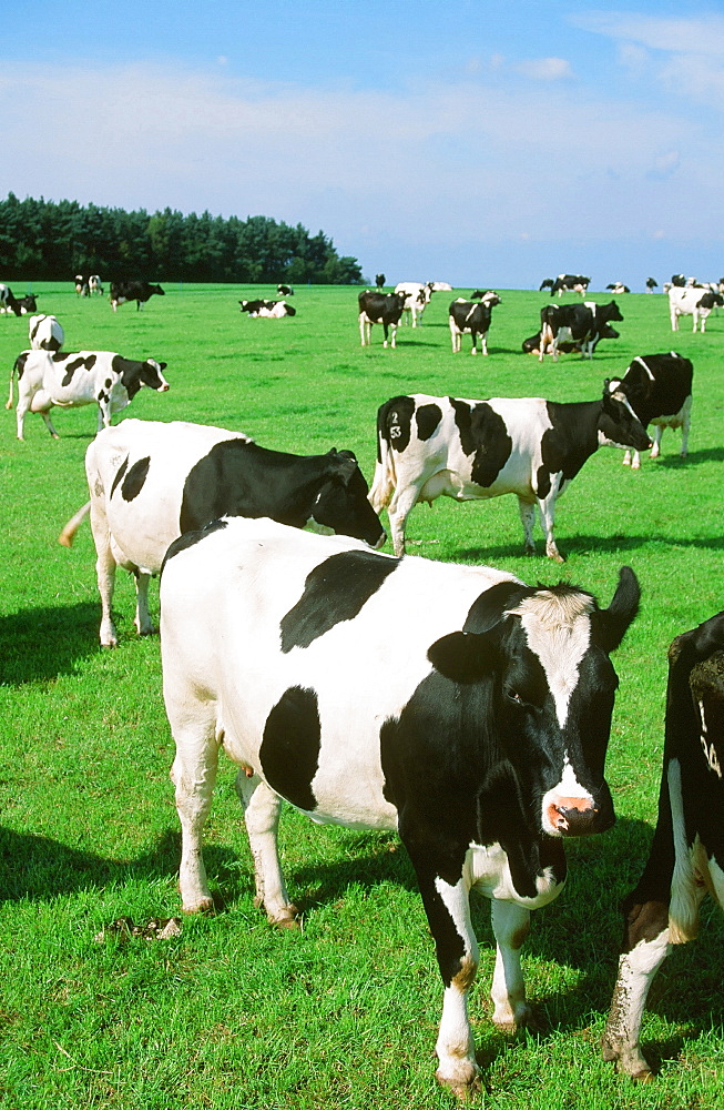 Friesen cows on a farm near Clitheroe, Lancashire, England, United Kingdom, Europe