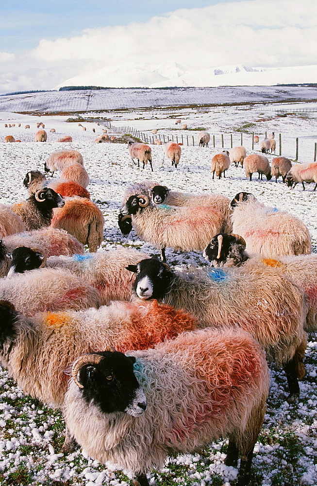 Sheep in winter snow near Penrith in the Lake District, Cumbria, England, United Kingdom, Europe