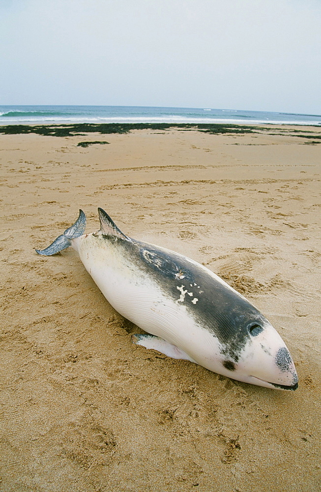 A porpoise washed up on a beach in Northumberland, England, United Kingdom, Europe