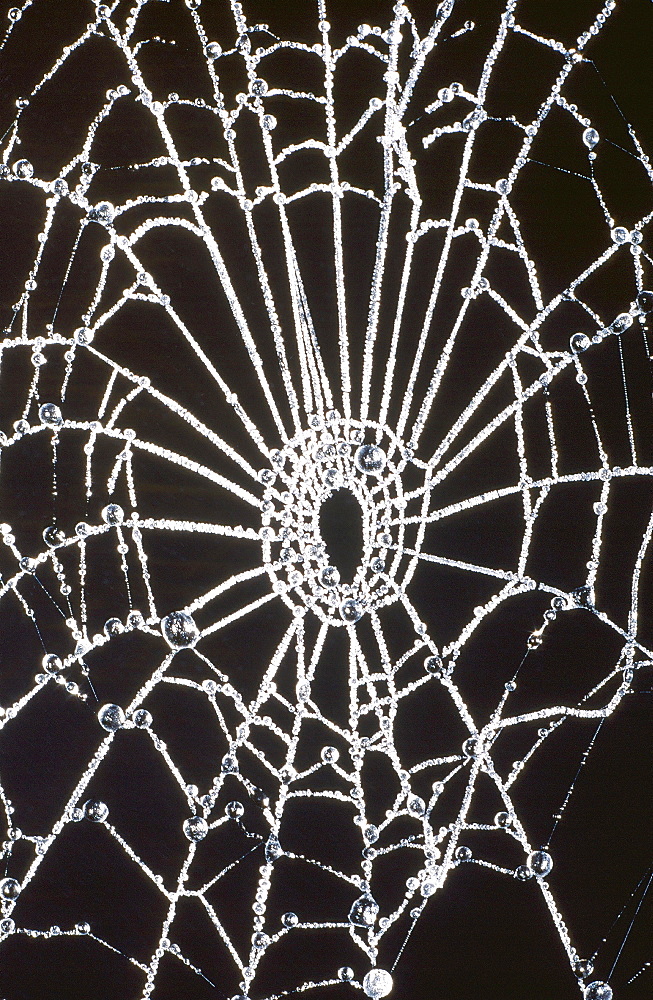 A frozen spider's web, Cumbria, England, United Kingdom, Europe