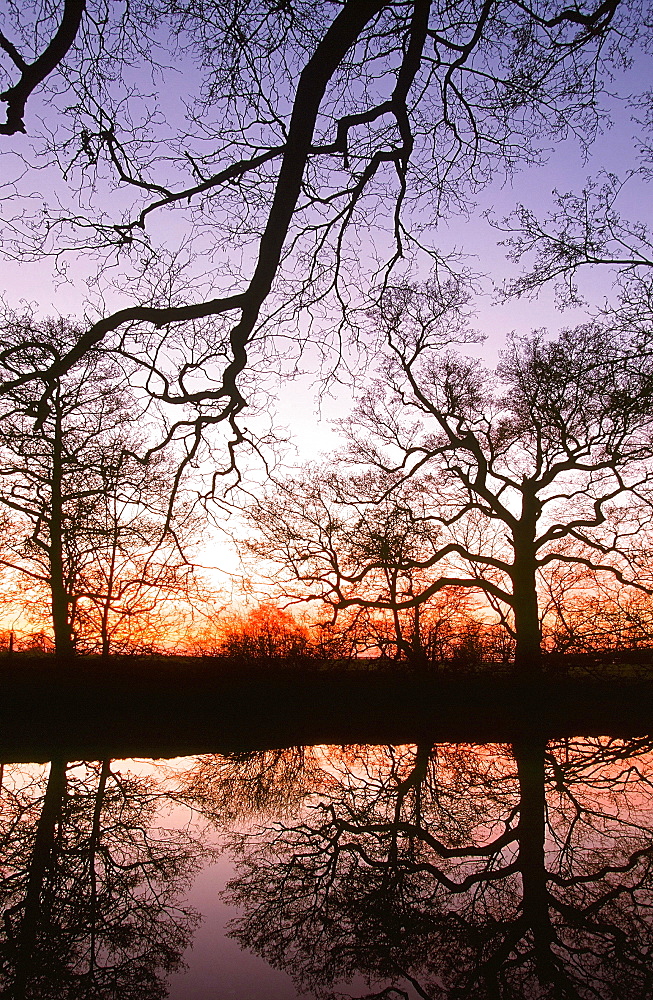 Trees reflected in a pond at sunset, Lancashire, England, United Kingdom, Europe