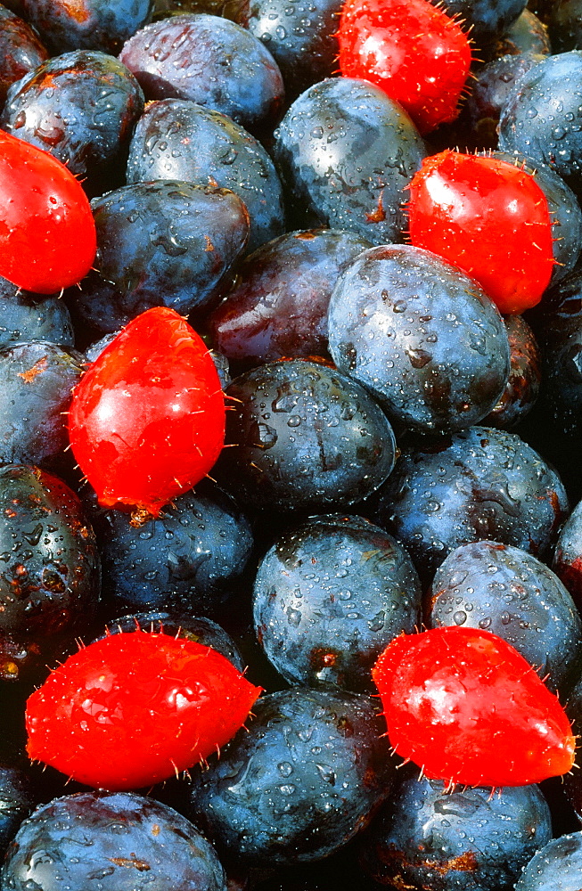 Damsons and rose hips