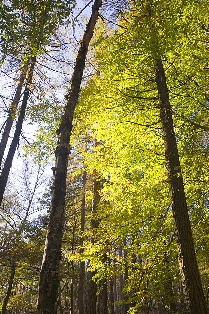 Larch trees and beech in autumn, Lake District, Cumbria, England, United Kingdom, Europe