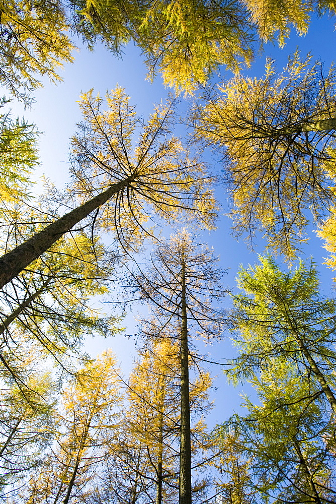 Larch trees in autumn, Lake District, Cumbria, England, United Kingdom, Europe