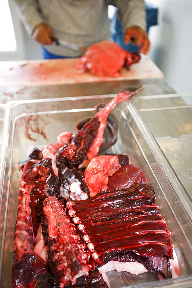 Seal meat being butchered by an Inuit man in Ilulissat in Greenland, Polar Regions