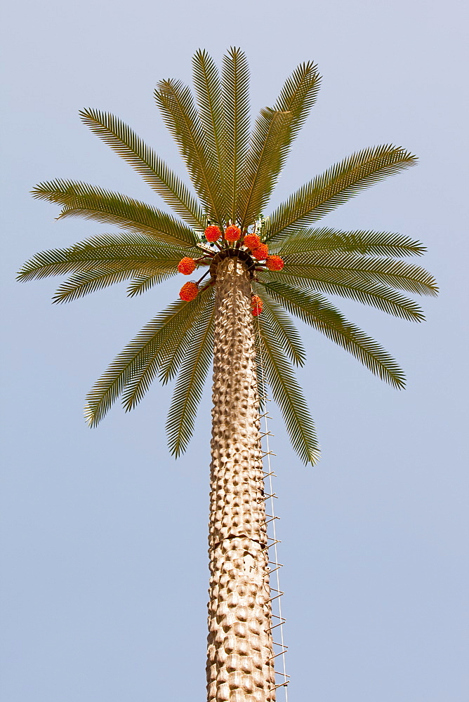 A mobile phone mast made to look like a palm tree in Dubai, United Arab Emirates, Middle East