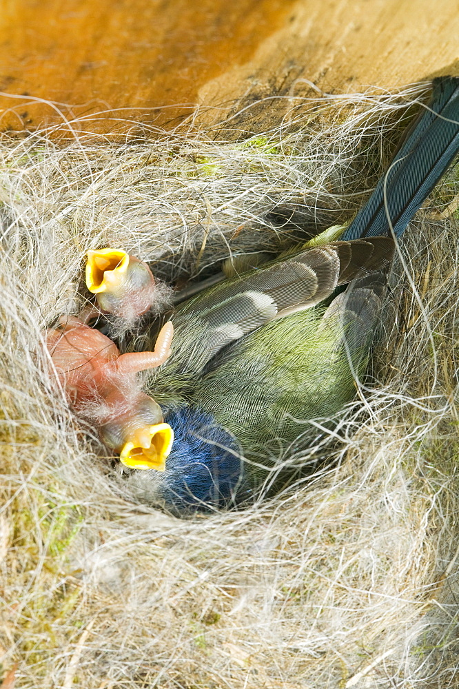 Newly hatched blue tit chicks and adult in a nestbox