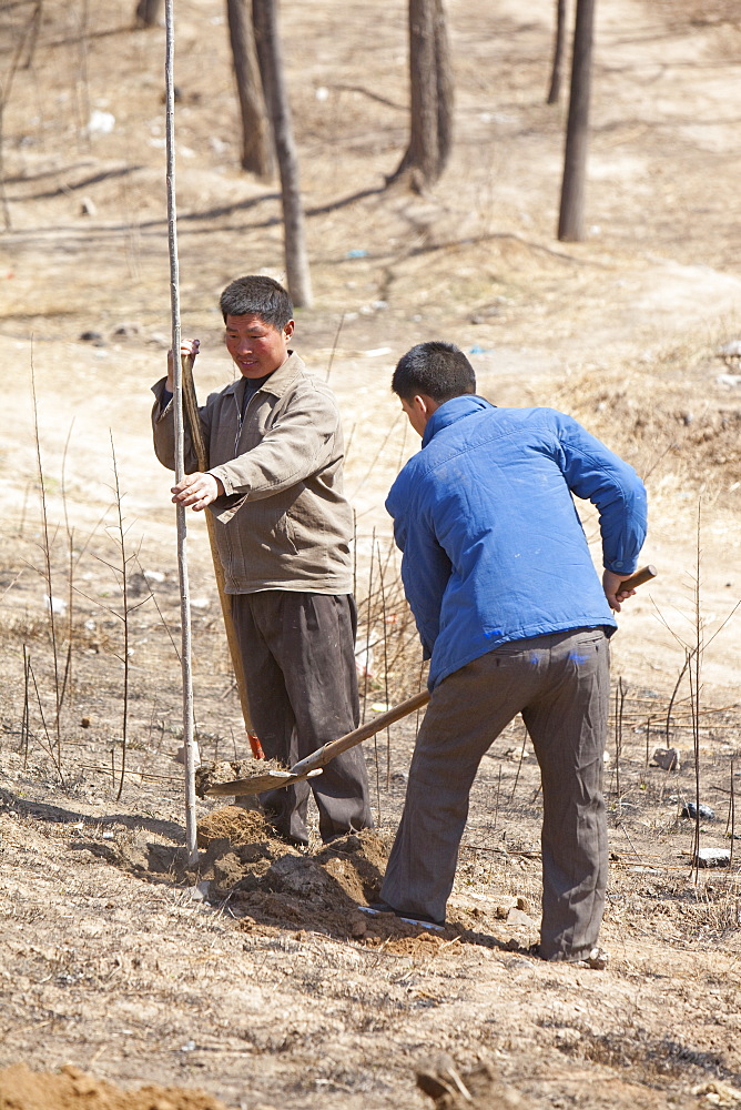 Chinese trying to combat desertification by planting millions of trees, but sadly many die as the ground is now just too dry to support them, Inner Mongolia, Northern China, Asia