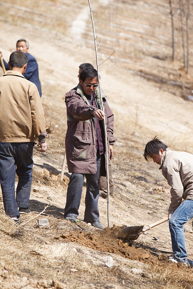 Chinese trying to combat desertification by planting millions of trees, but sadly many die as the ground is now just too dry to support them, Inner Mongolia, Northern China, Asia