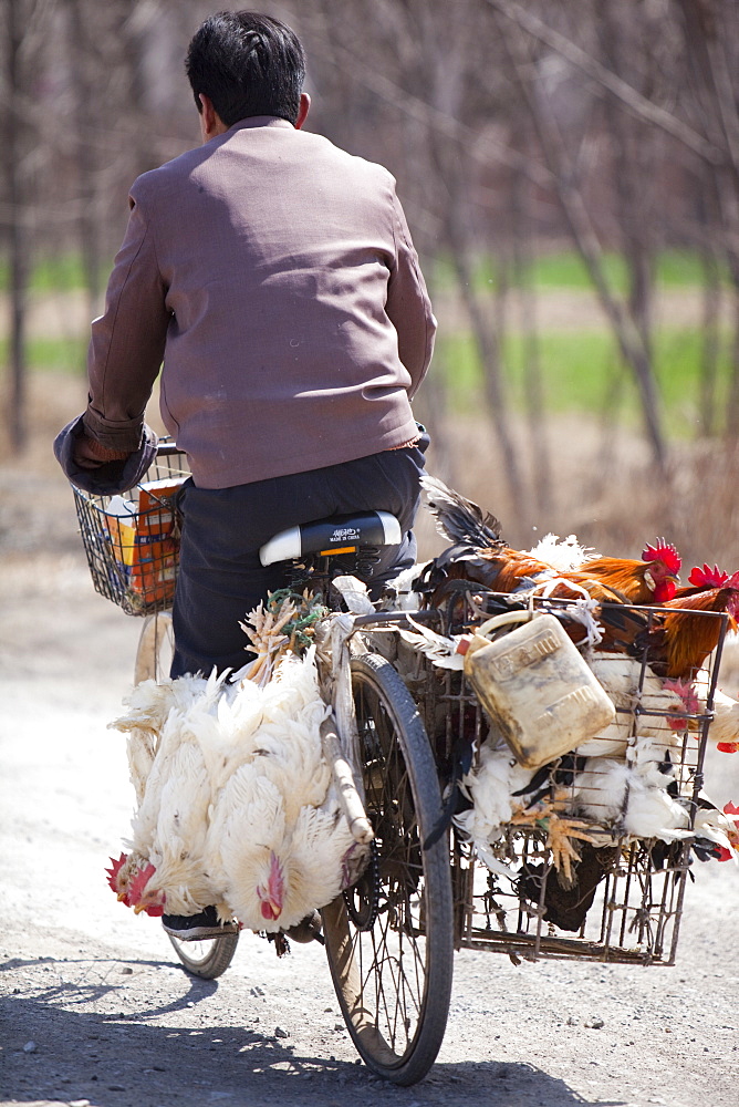 A Chinese peasant famer on a bike with live chickens tied to the side, China, Asia