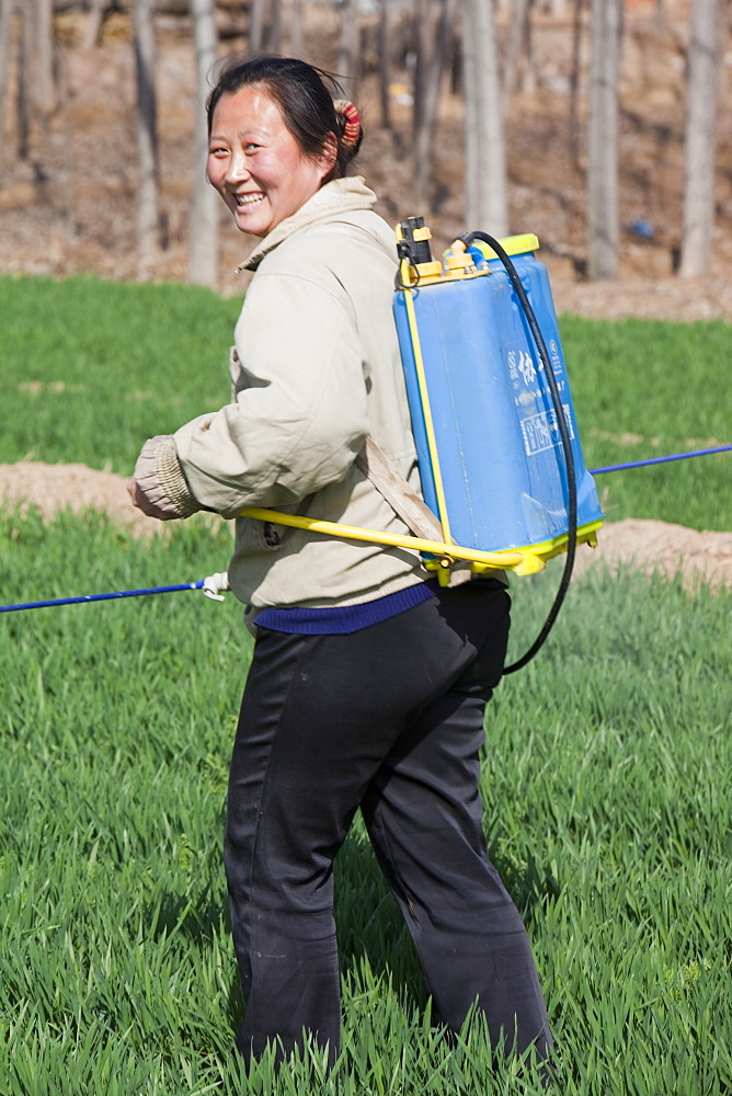 A woman wearing no protection, spraying pesticide onto wheat crops near Hangang in northern China, Asia