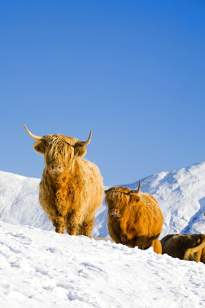 Highland cattle on the side of Kirkstone Pass with the Kentmere Fells of Ill Bell and Yoke in the Lake District, Cumbria, England, United Kingdom, Europe