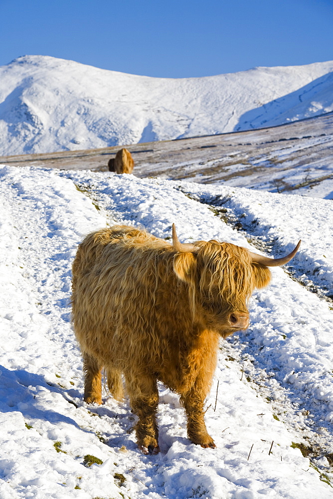 Highland cattle on the side of Kirkstone Pass with the Kentmere Fells of Ill Bell and Yoke in the Lake District, Cumbria, England, United Kingdom, Europe