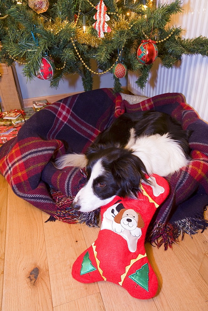 A Border Collie dog lying under a Christmas tree with a Christmas stocking and presents, England, United Kingdom, Europe