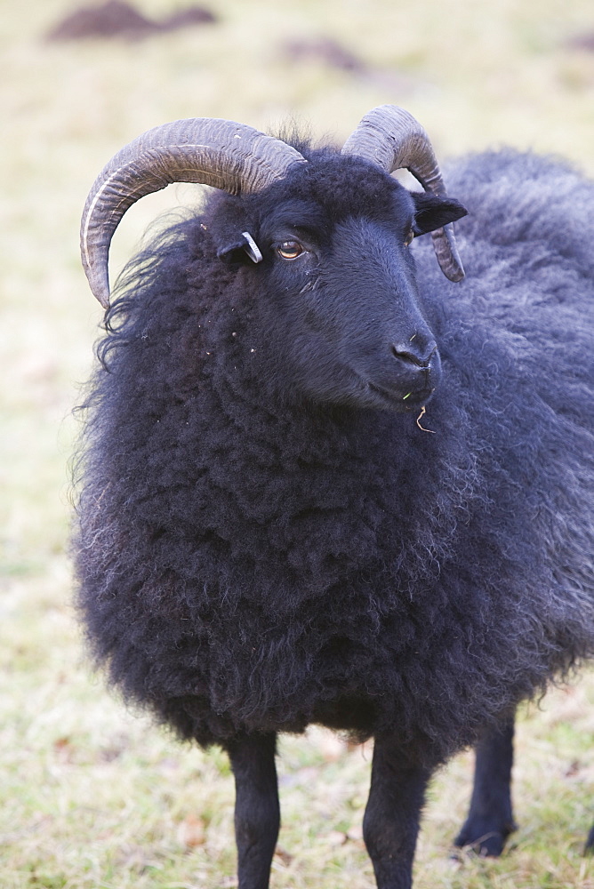 A black sheep