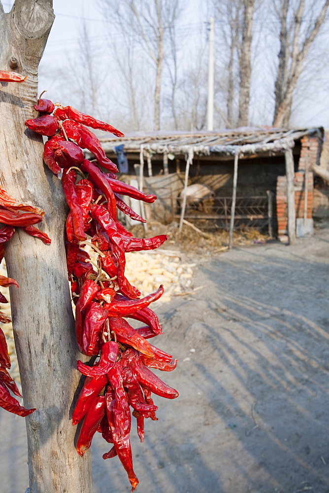 Chilies hanging up to dry in northern China, Asia